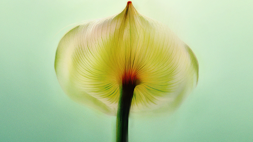 CGI image of a light green leaf